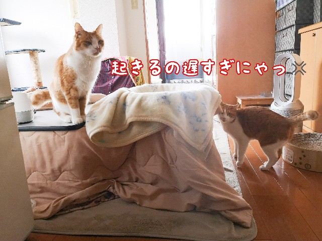 f:id:JuneNNN:20210405144018j:plain