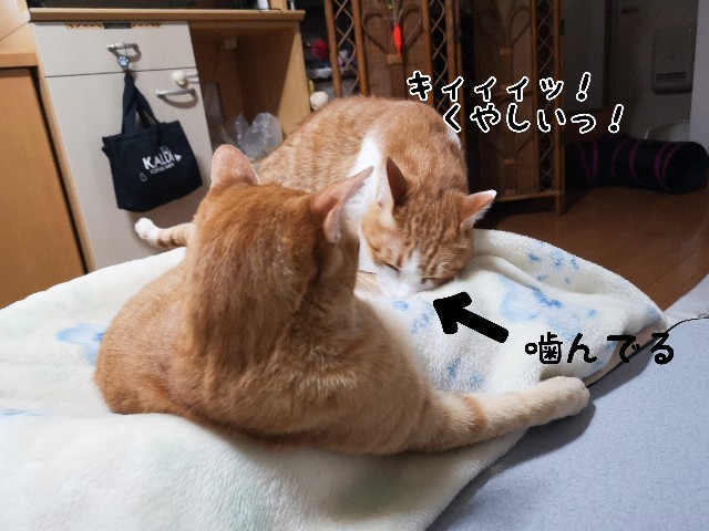 f:id:JuneNNN:20210406135701j:plain