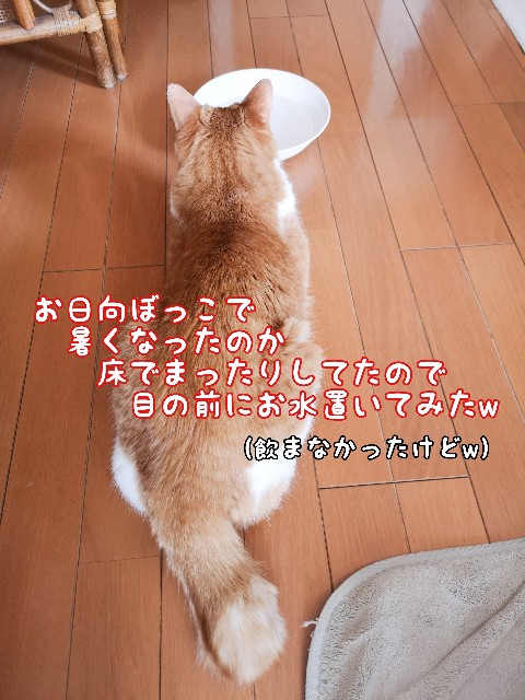 f:id:JuneNNN:20210420120357j:plain