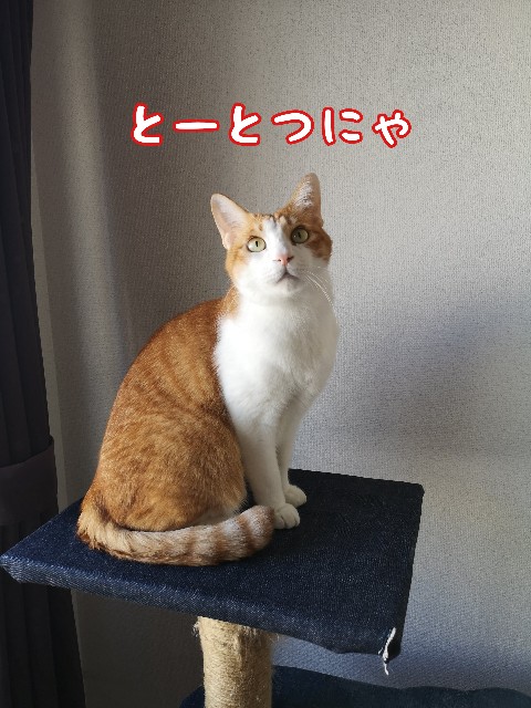 f:id:JuneNNN:20210421145606j:plain