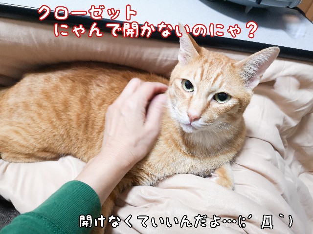 f:id:JuneNNN:20210428112049j:plain