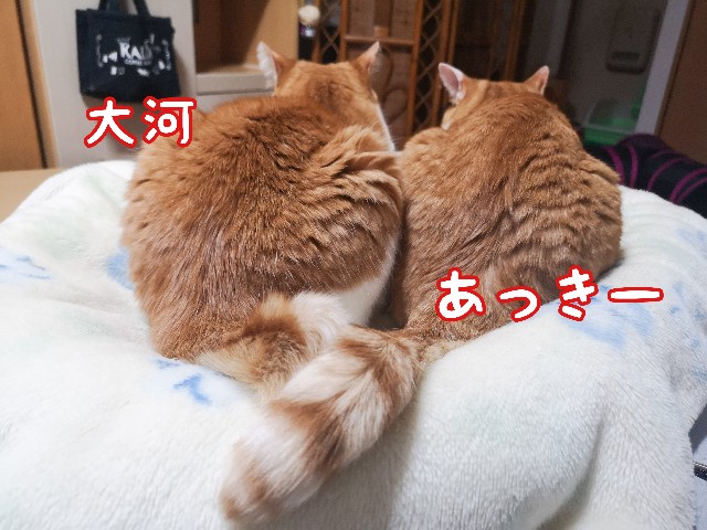 f:id:JuneNNN:20210428112605j:plain