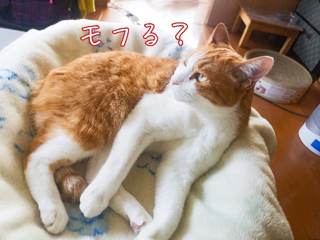 f:id:JuneNNN:20210507150045j:plain