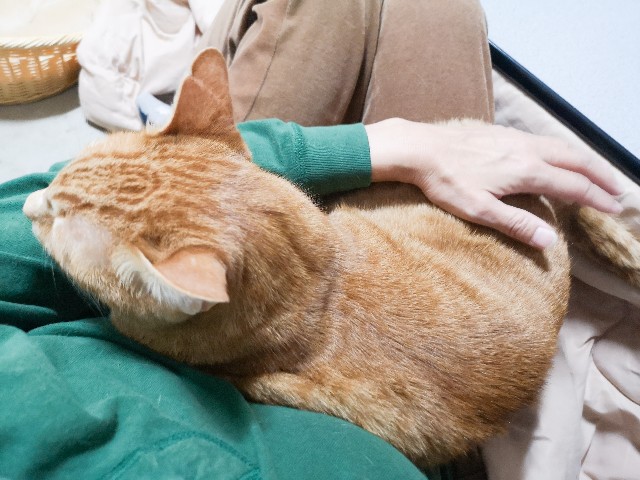 f:id:JuneNNN:20210507150121j:plain