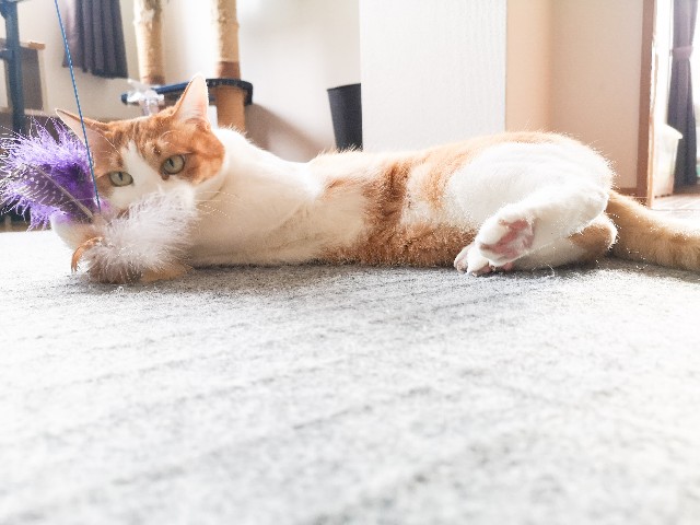 f:id:JuneNNN:20210507151507j:plain