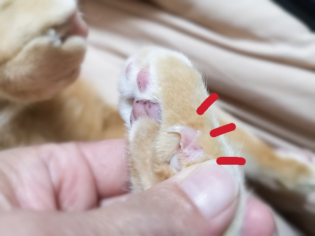 f:id:JuneNNN:20210509121713j:plain