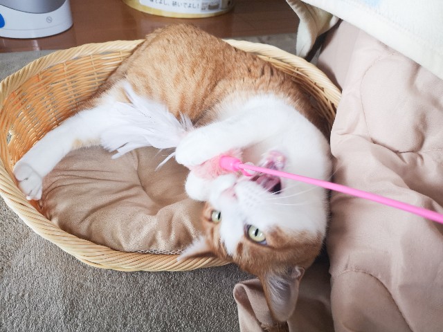 f:id:JuneNNN:20210513124907j:plain