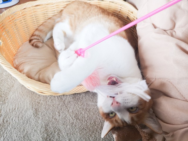 f:id:JuneNNN:20210513124916j:plain