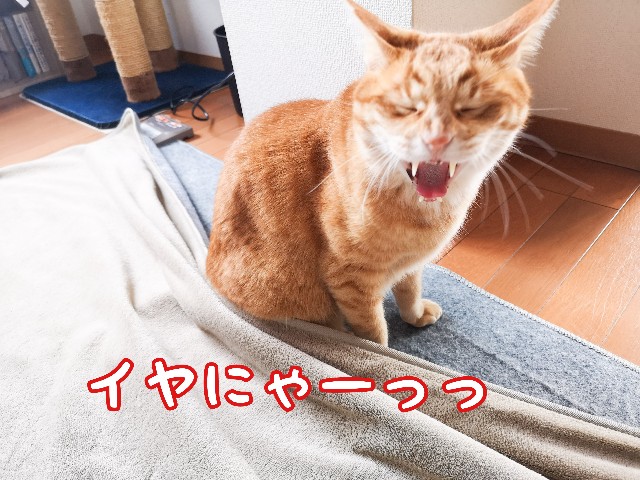 f:id:JuneNNN:20210515124754j:plain