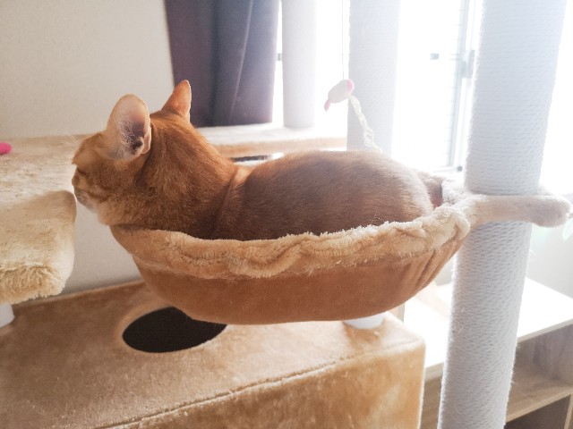 f:id:JuneNNN:20210516110145j:plain