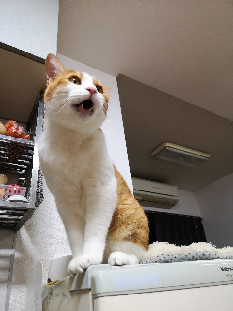 f:id:JuneNNN:20210531154130j:plain