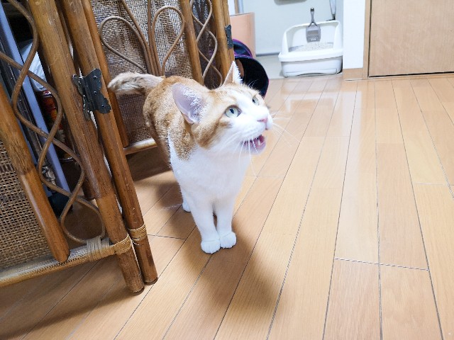 f:id:JuneNNN:20210531154140j:plain