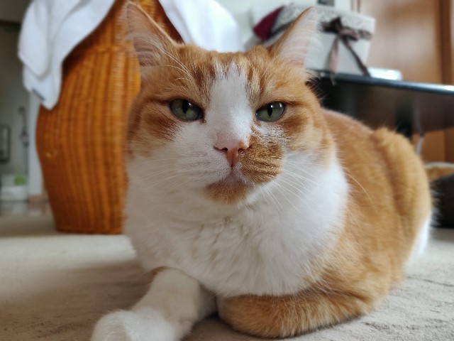 長靴をはいた猫とは 映画の人気 最新記事を集めました はてな 長靴をはいた猫とは 映画の人気 最新記事を集めました はてな