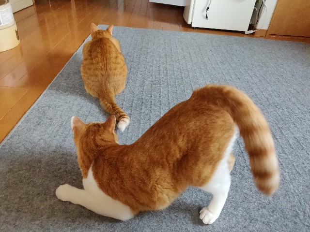 f:id:JuneNNN:20210611121807j:plain