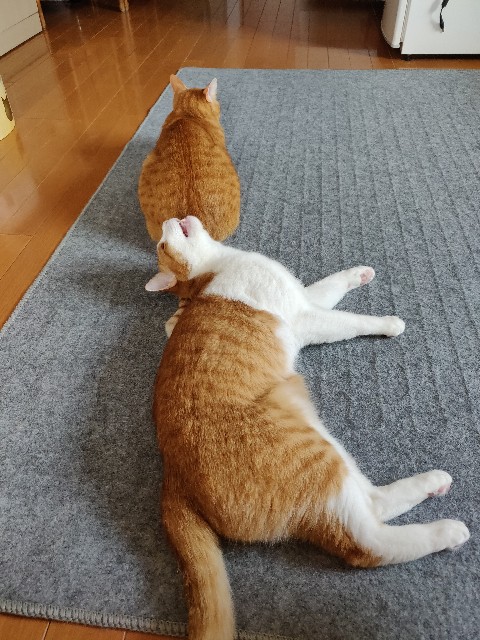 f:id:JuneNNN:20210611121903j:plain