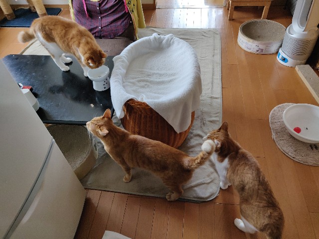 f:id:JuneNNN:20210614132727j:plain