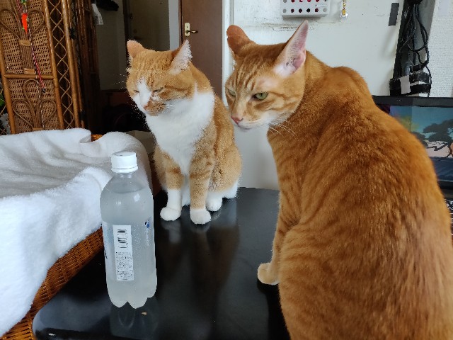 f:id:JuneNNN:20210614132736j:plain