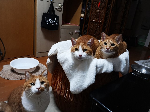 f:id:JuneNNN:20210618133119j:plain