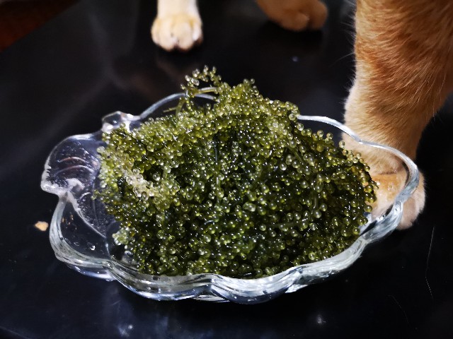 f:id:JuneNNN:20210618133223j:plain