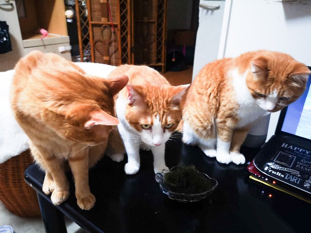 f:id:JuneNNN:20210618134033j:plain