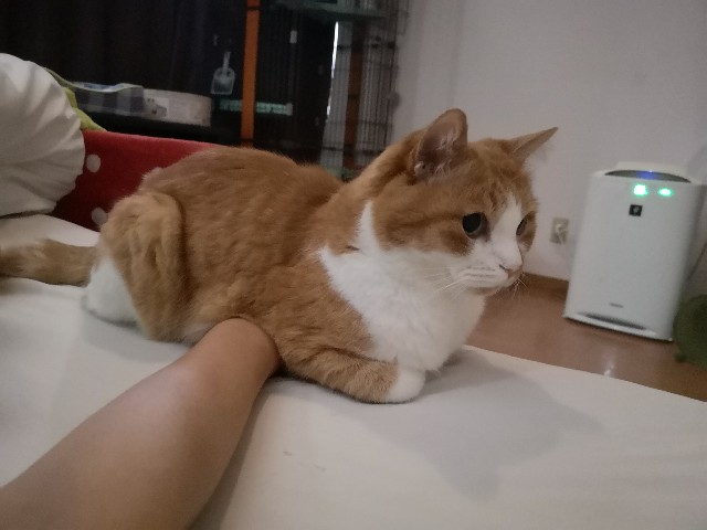 f:id:JuneNNN:20210618134048j:plain