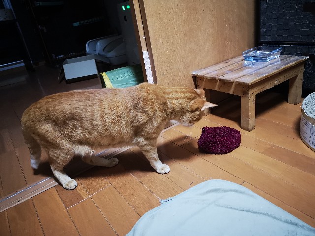 f:id:JuneNNN:20210618134118j:plain