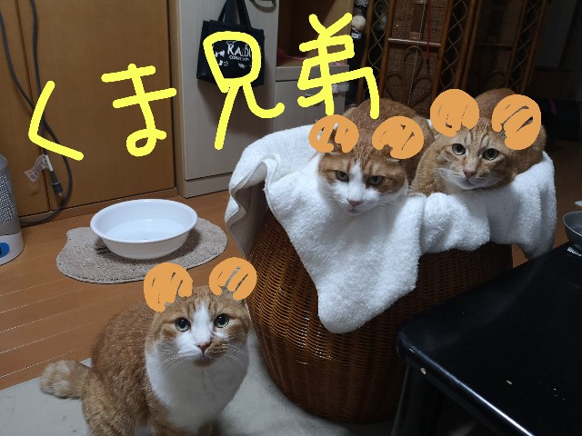 f:id:JuneNNN:20210623123829j:plain