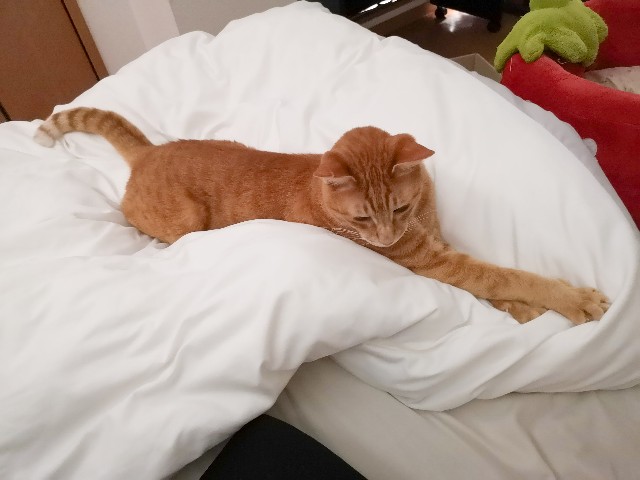 f:id:JuneNNN:20210626132520j:plain