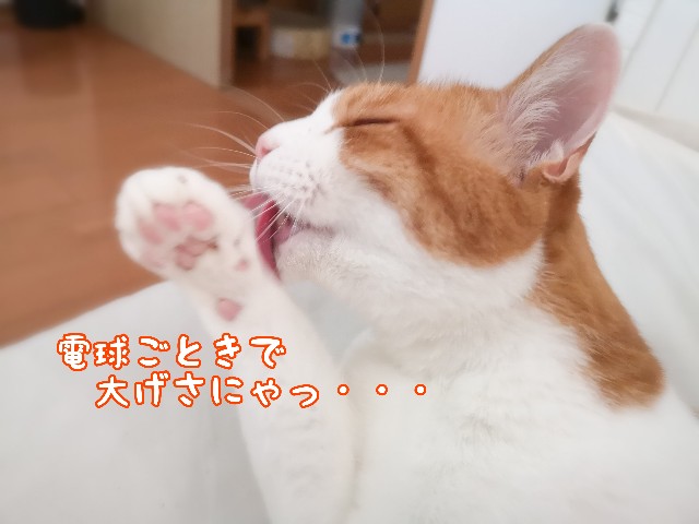 f:id:JuneNNN:20210626133552j:plain