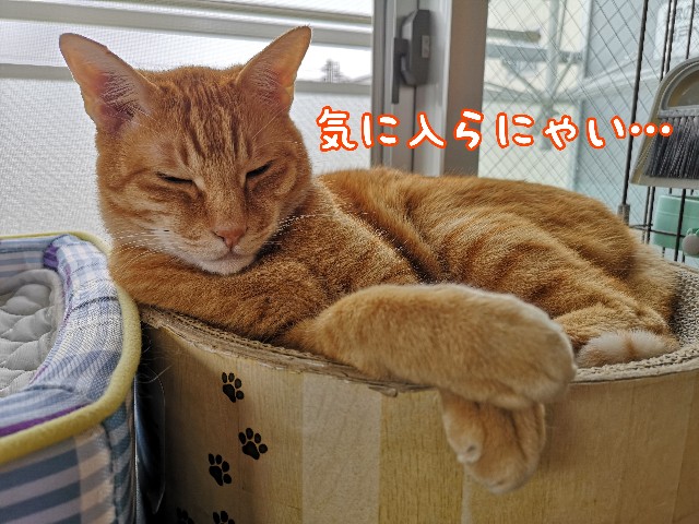 f:id:JuneNNN:20210627111755j:plain