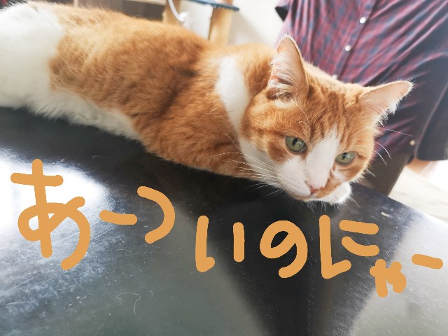 f:id:JuneNNN:20210705132602j:plain