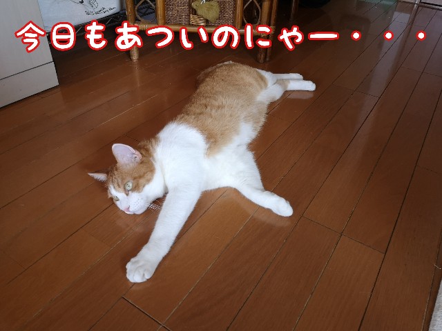 f:id:JuneNNN:20210715133143j:plain