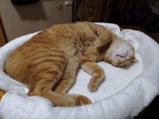 猫のおけいこ帳