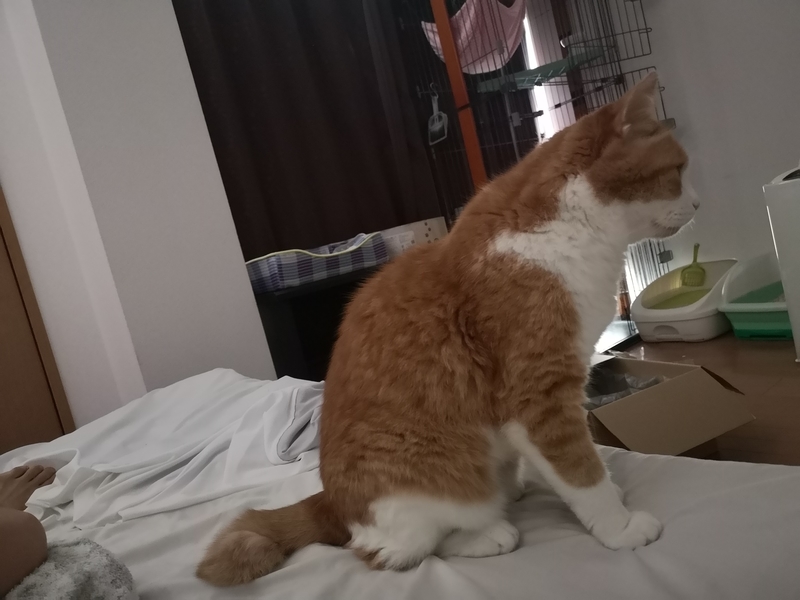 f:id:JuneNNN:20210724134029j:plain