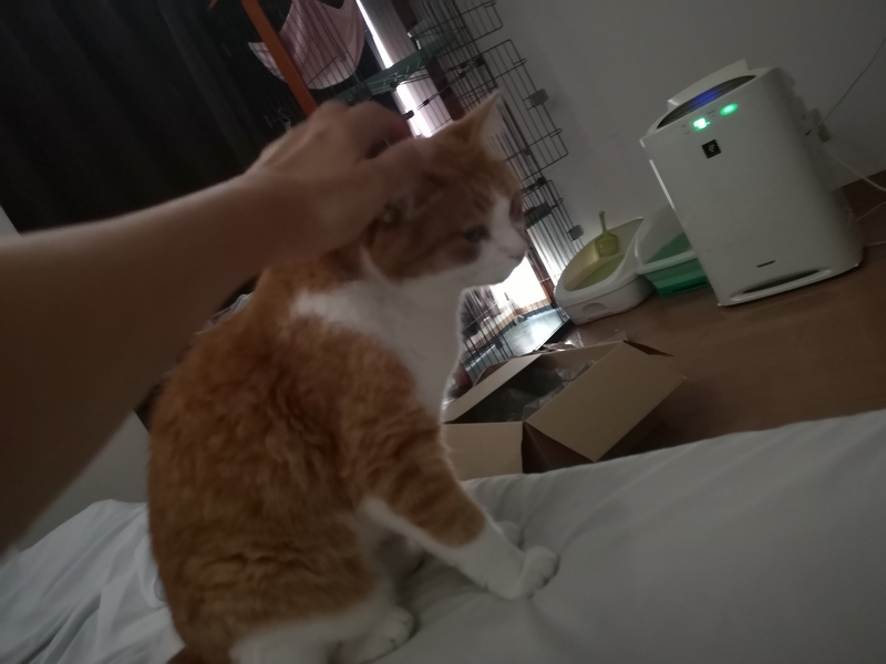 f:id:JuneNNN:20210724134043j:plain