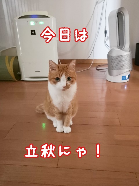f:id:JuneNNN:20210807112238j:plain