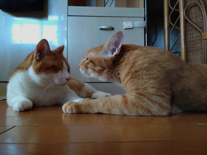 f:id:JuneNNN:20210808114501j:plain