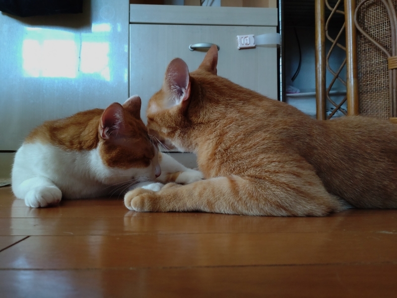 f:id:JuneNNN:20210808114623j:plain