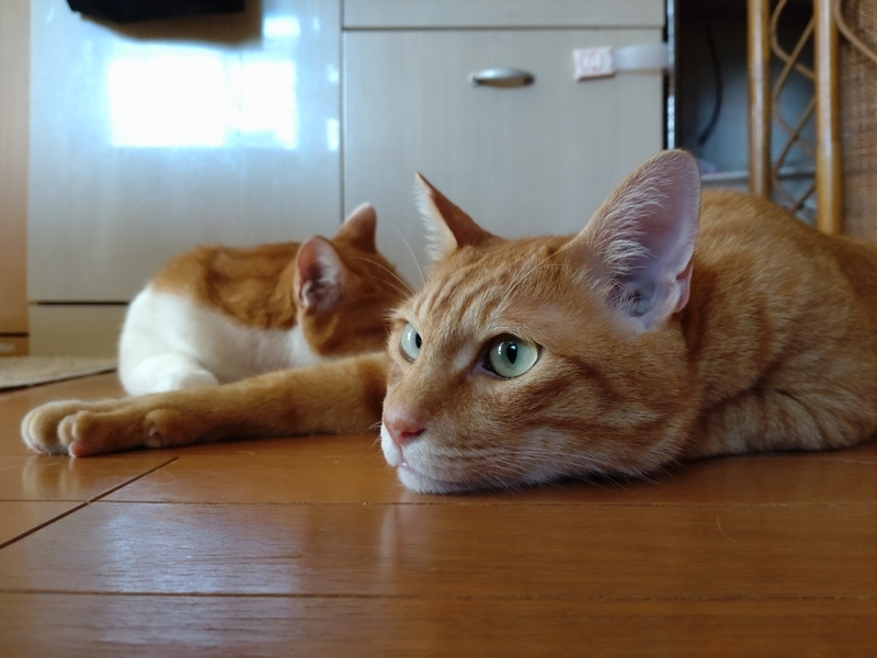 f:id:JuneNNN:20210808114902j:plain