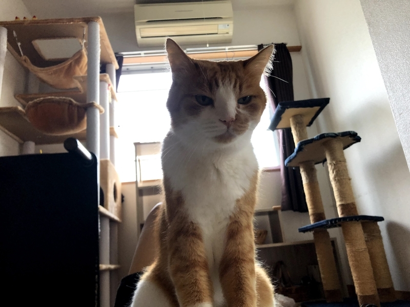 f:id:JuneNNN:20210916120740j:plain