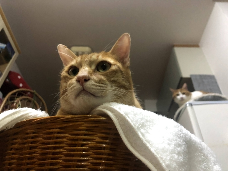 f:id:JuneNNN:20210916121331j:plain