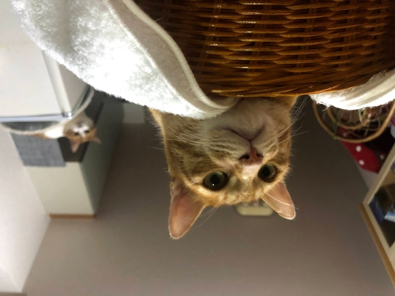 f:id:JuneNNN:20210916121447j:plain