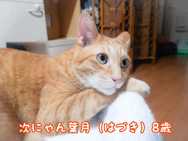 f:id:JuneNNN:20210925172559j:plain