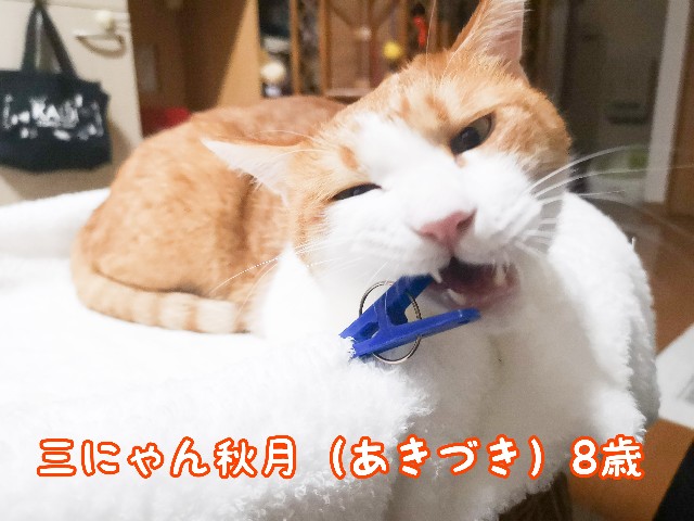 f:id:JuneNNN:20210925172607j:plain