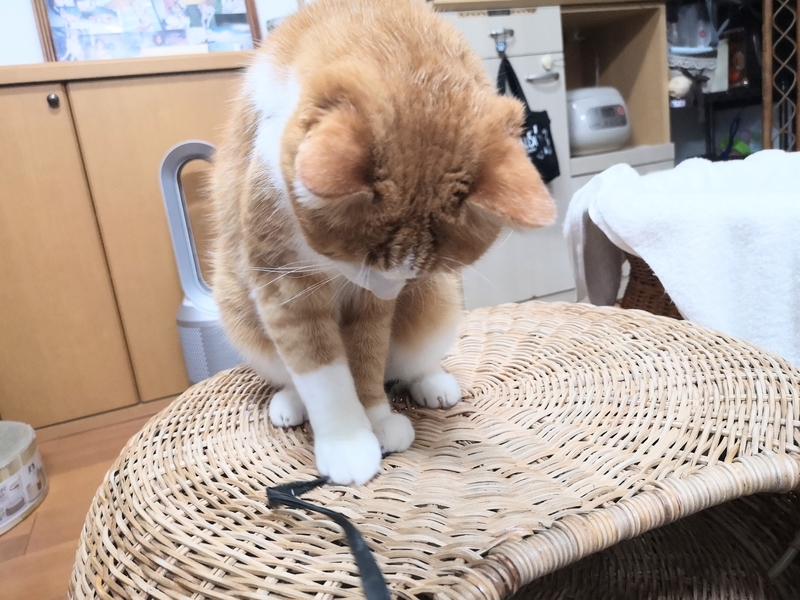 f:id:JuneNNN:20210930135247j:plain