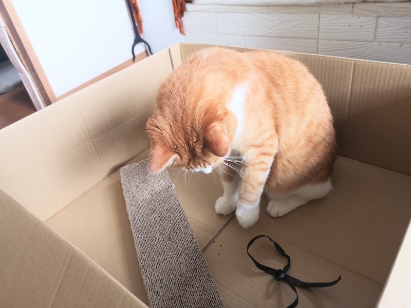 f:id:JuneNNN:20210930135430j:plain