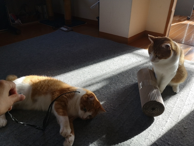 f:id:JuneNNN:20210930140041j:plain