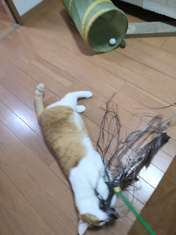 f:id:JuneNNN:20211015140144j:plain