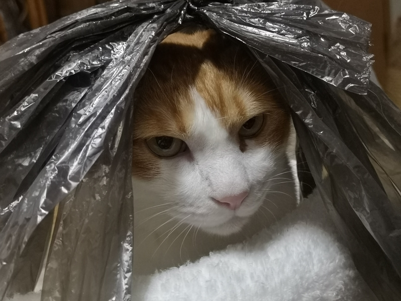 f:id:JuneNNN:20211015140314j:plain