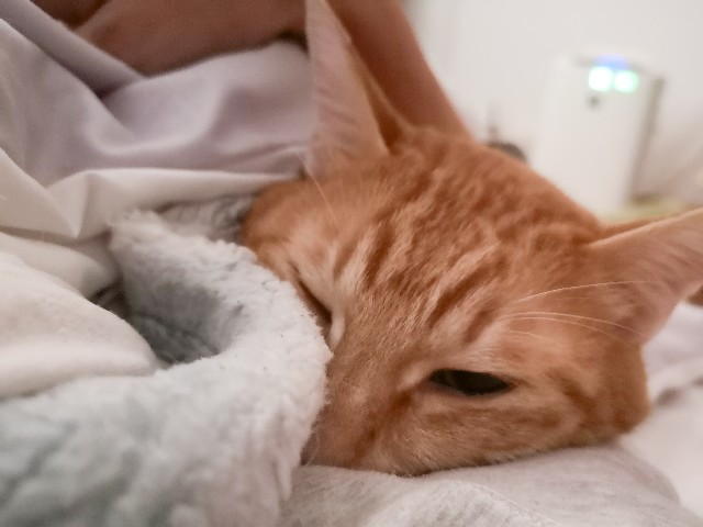 f:id:JuneNNN:20211022115637j:plain